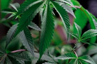 Qu’est-ce que la crème au CBD ?