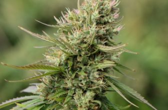 Qu’est-ce que le CBD ?